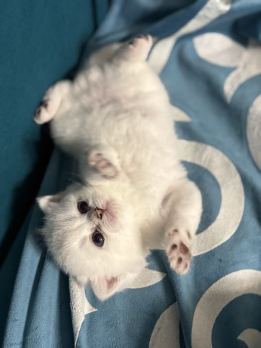 Продам британских котят шиншиллы