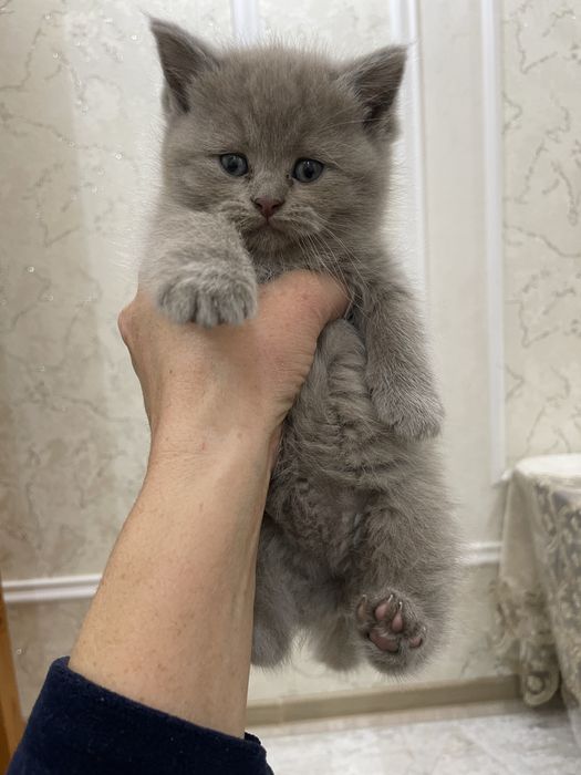 Породистый котенок на продажу