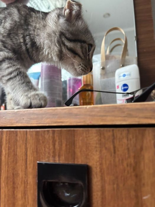 Продаётся породистая кошка