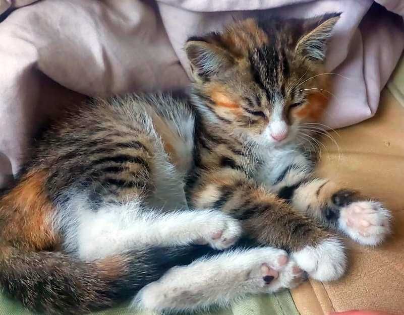Кошечка ищет хозяина