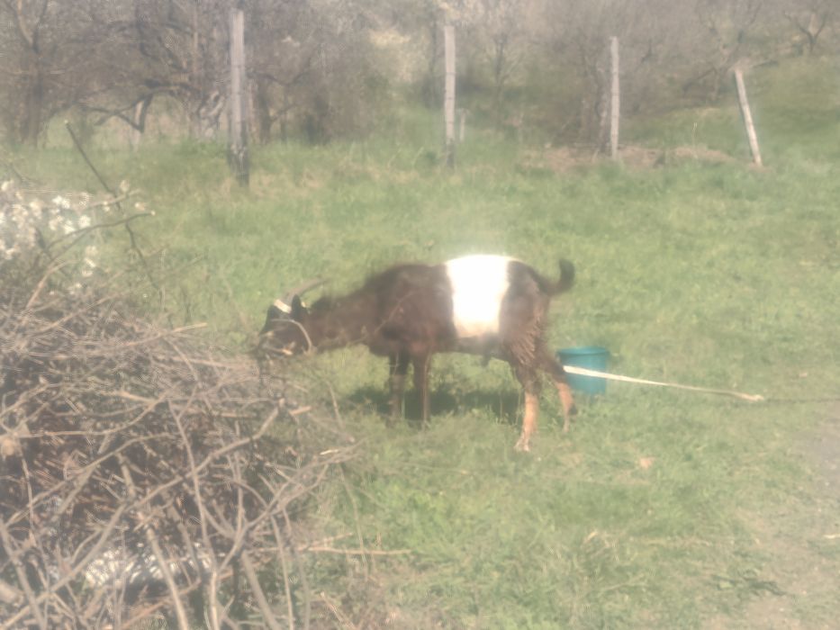 Vând țap tânăr ne castrat