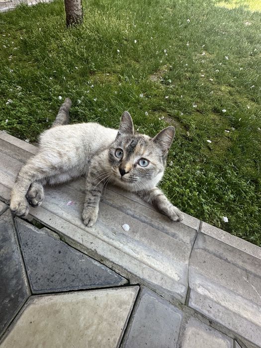 Отдадим в хорошие руки кошку