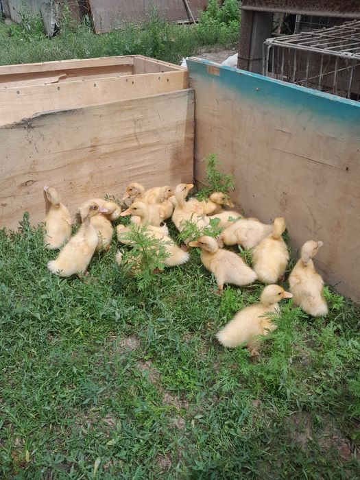 Продам пекинских утят