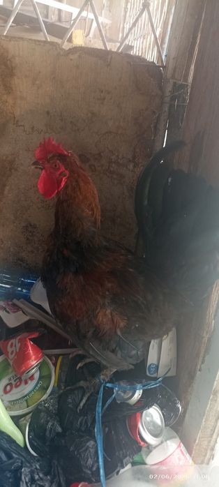 Yapon xoʻroz va tovuq sotiladi