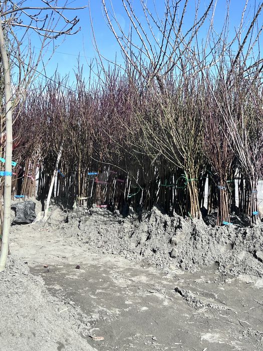 Ishonchli mevali kuchatlar