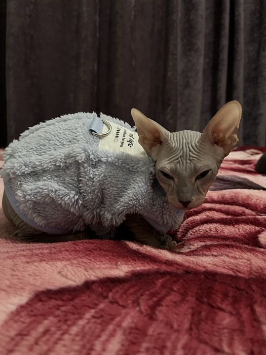 Продам котёнка канадского сфинкса — мальчик
