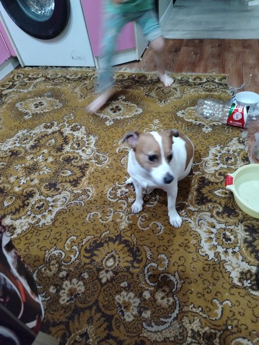 Гостиница для питомцев