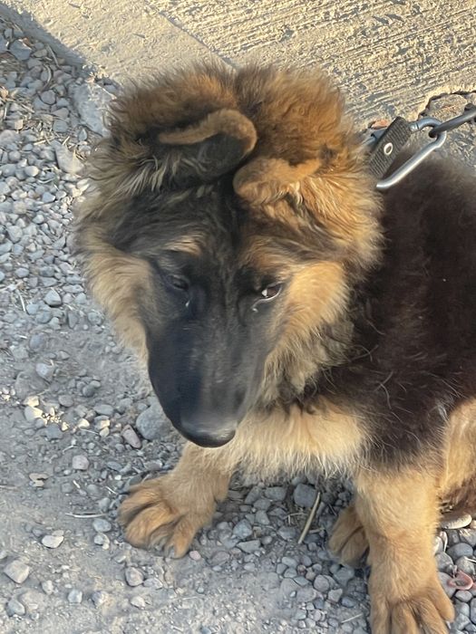 3. Oylik 200 $ kelishamiz oʻrgatilgan pasport bor emlangan muomosi yoq