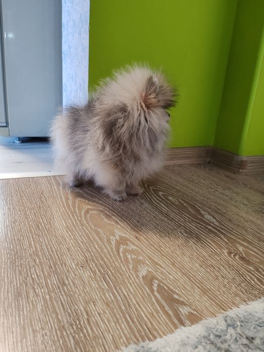 Померан мини  мъжки