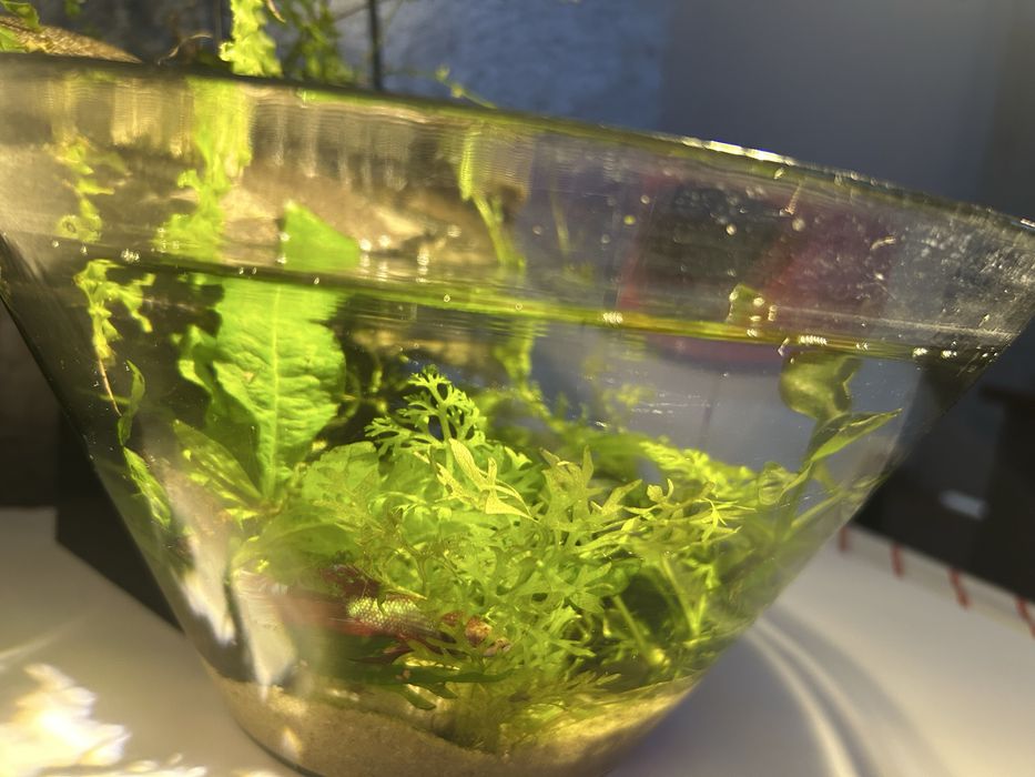 Acvariu-bol  ptr betta