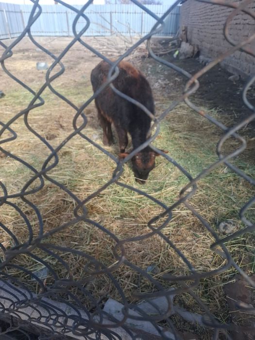 Продам телят полтора годовалых