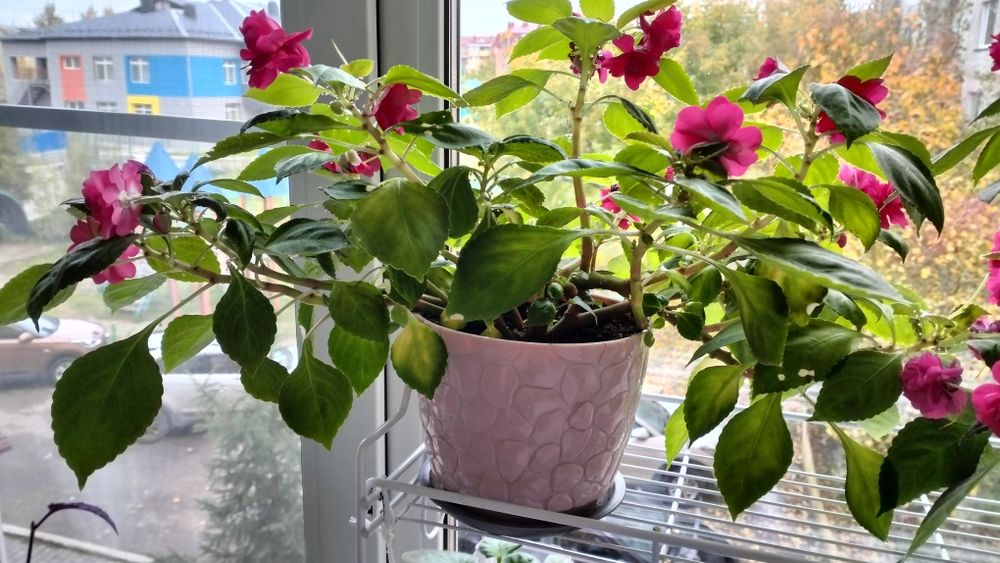 Продам финиковые пальмы