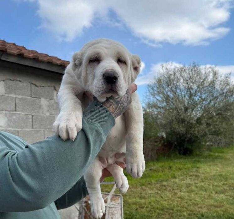 кученце САО Алабай