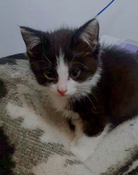 Котенок девочка в надёжные руки