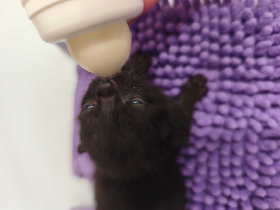 Pui pisica spre adopție URGENT !!! GRATUIT