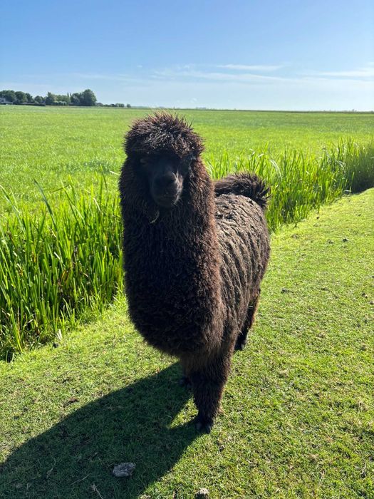 Alpaca disponibile perechi și bucati
