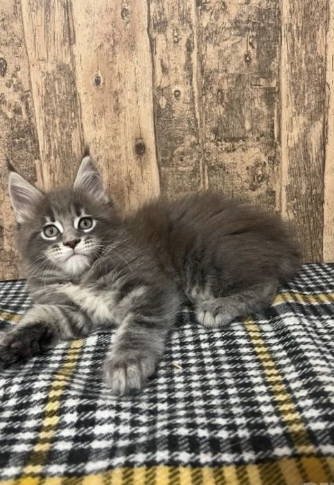 Мейн куун котенца