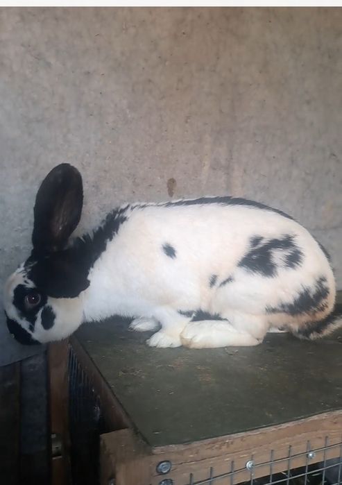 Страгаш қоян еркек