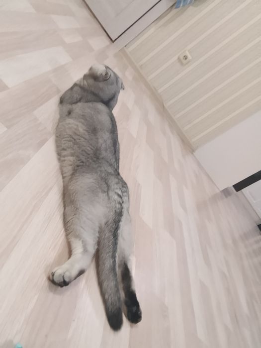 вислоухуя кошка.