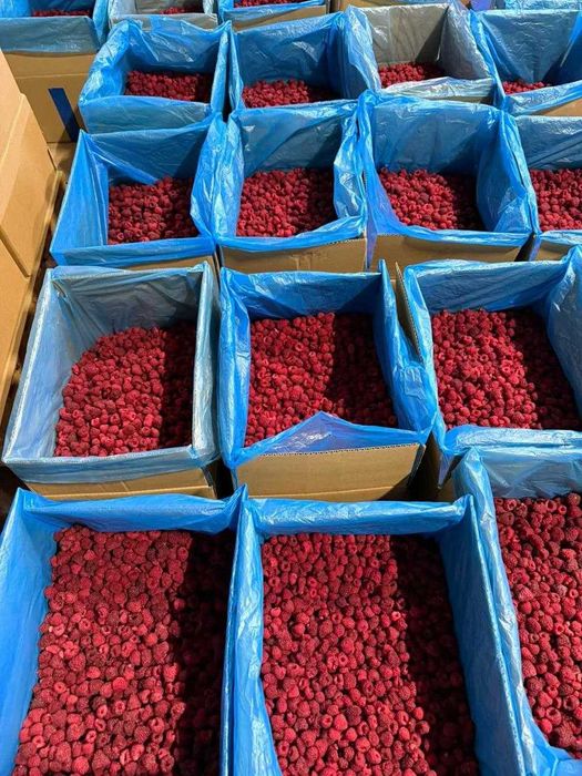 замороженная малина Экспорт