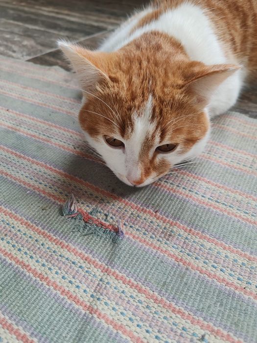 Отдам кота даром бесплатно