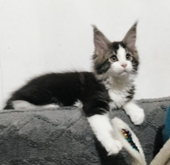Крупные котята Мейн-Кунчики!