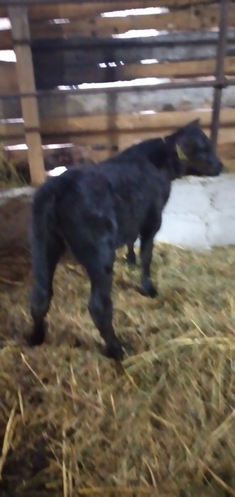 3 taurasi si o vitica angus se dau si la bucata