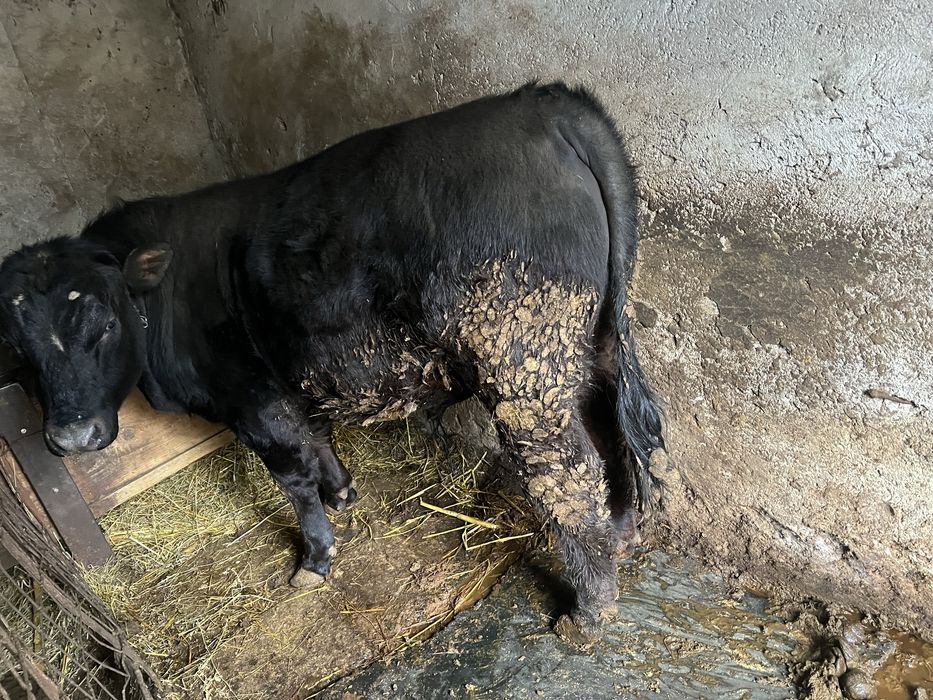 Taur angus Adjud Vrancea