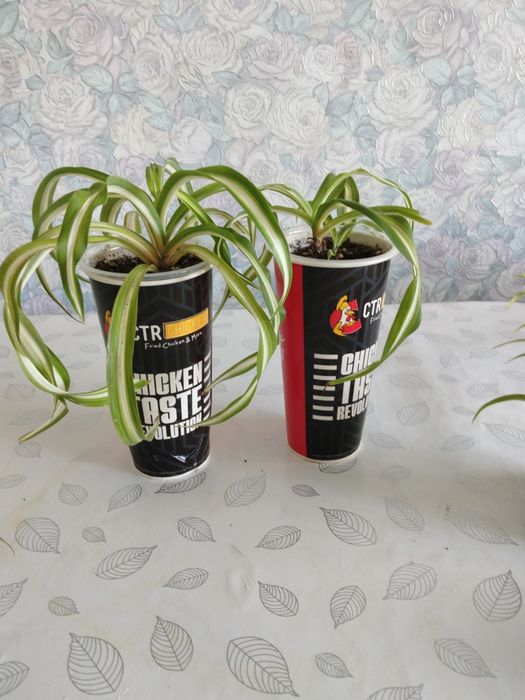 Продам хлорофитум кудрявый Бони