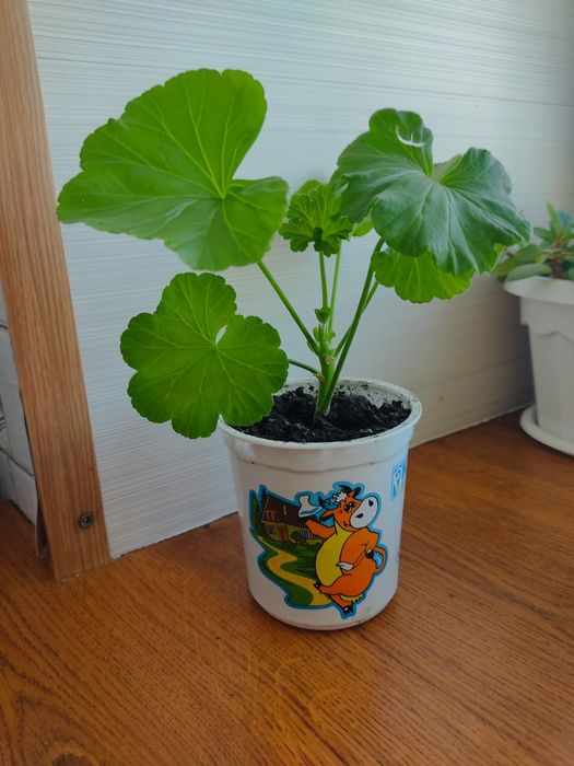 Разебудная пеларгония