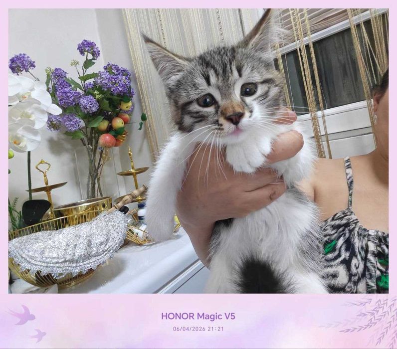 Котенок, дома родился, домашний