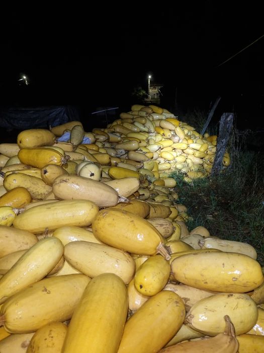 Dovleci pentru animale