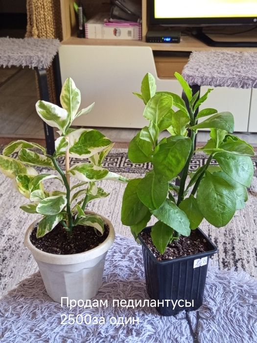 Продам панданус варигатный,фикус Али