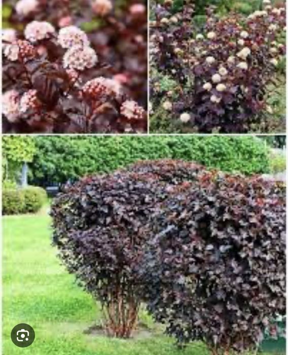 Пузыриплодник диабло калинолистный