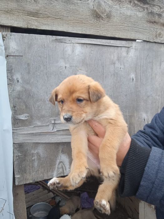 Ищем дом щенкам холодно