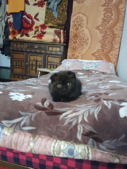 Britanka sotladi qiz 1.5 oylik