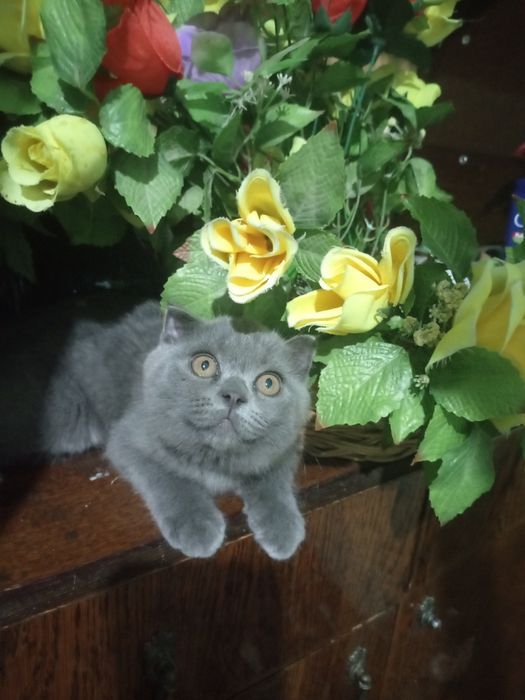Сотилади скоттиш фолд