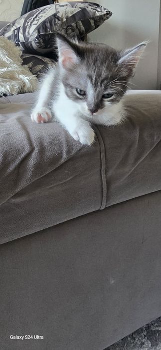 Отдам Котенка в добрые руки! Бесплатно