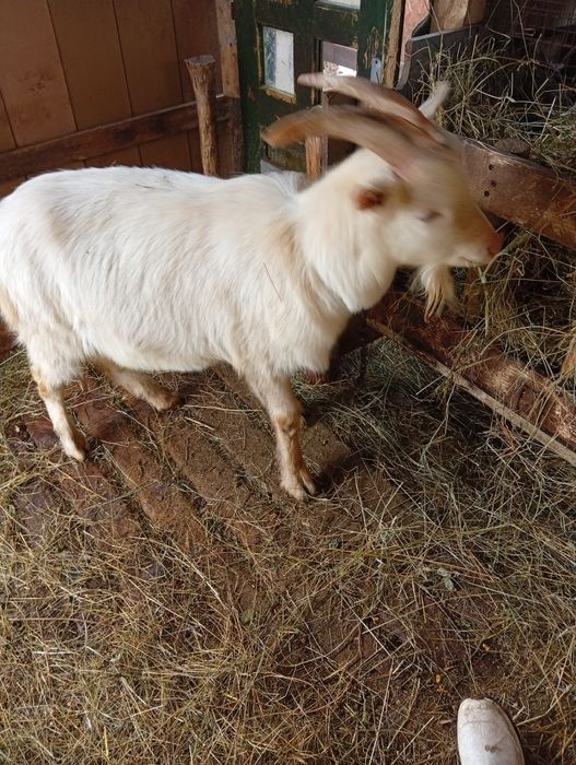 Vând țap sannen în vârstă de 1 an