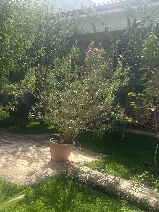 Sambit 5 ta kotta garshokda