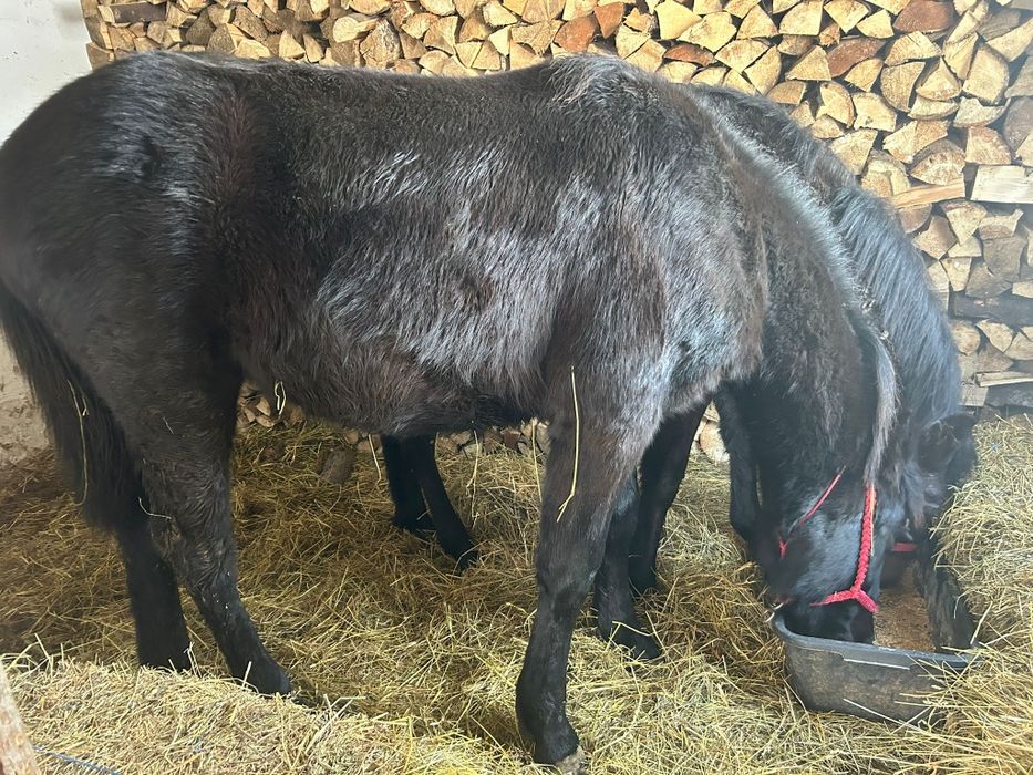 Mânz 8 luni metis din semigreu cu Huțul preț negociabil