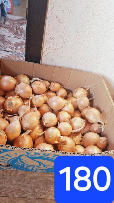 Продам лук сухой