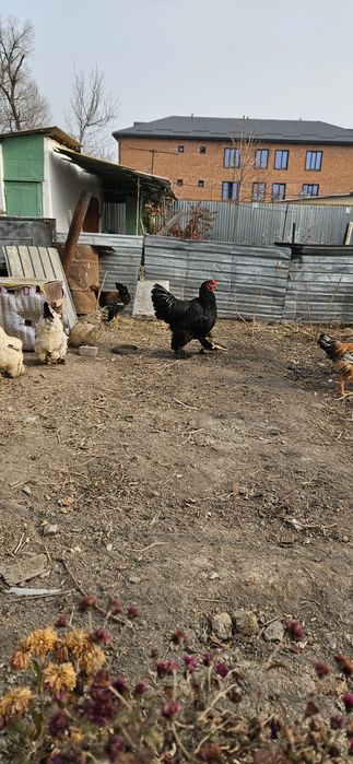 Қораз сатам бір жаста