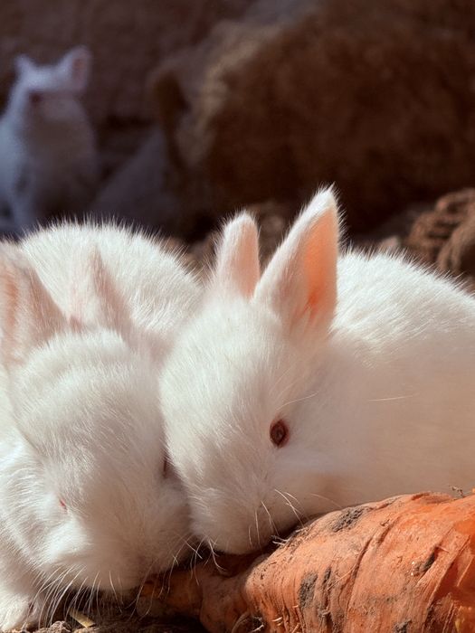 Кролики куён quyon