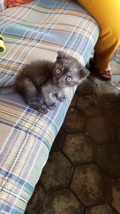 100/garantiya emlamalari boʻlgan uy mushugi juda aqili oʻyinqaroq