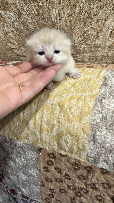 Манчкин Manchkin male