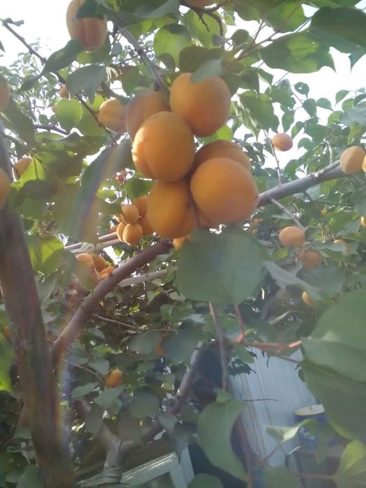 Продам дачу, без долгов