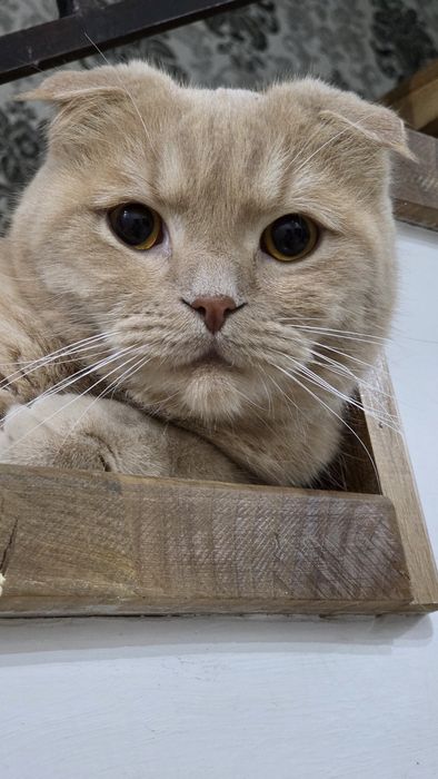 Продам Кота Скотиш Фолд