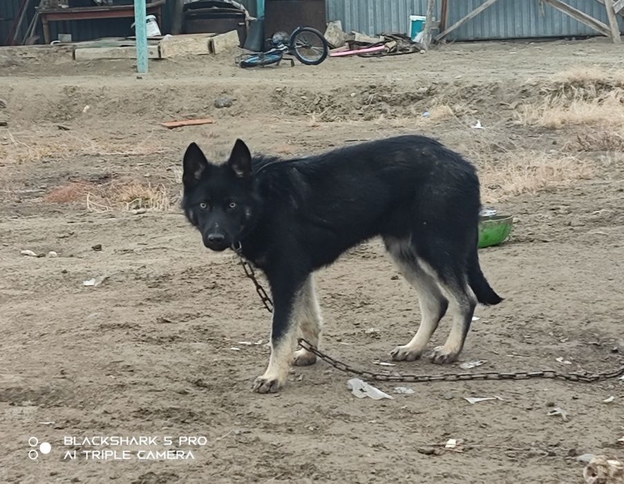 Овчарка сатылады күшік 6 айлық