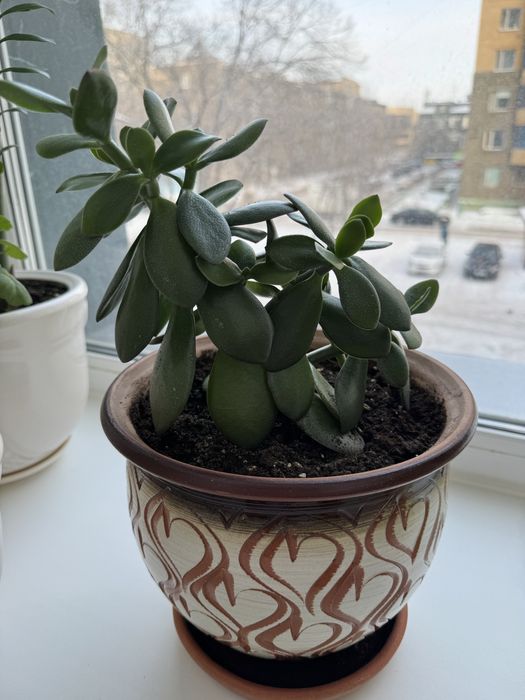 Денежное дерево. Толстянка